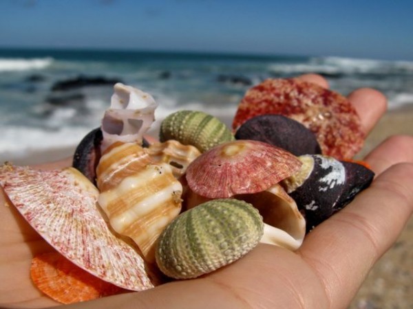 Jeffreis Bay shells