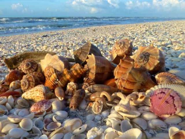 Sanibel Island seashells